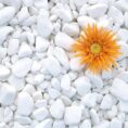 Pebbles Thasos White Medium 3-6cm (Oblutak) 20 kg